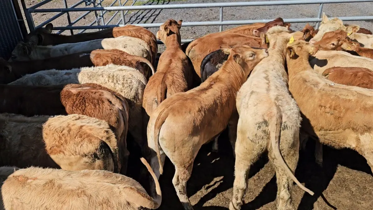 20 Smashing Store Heifers* - Image 1