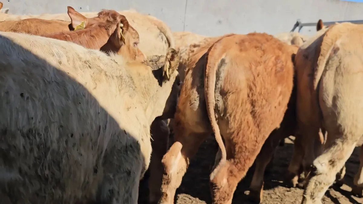 20 Smashing Store Heifers* - Image 4
