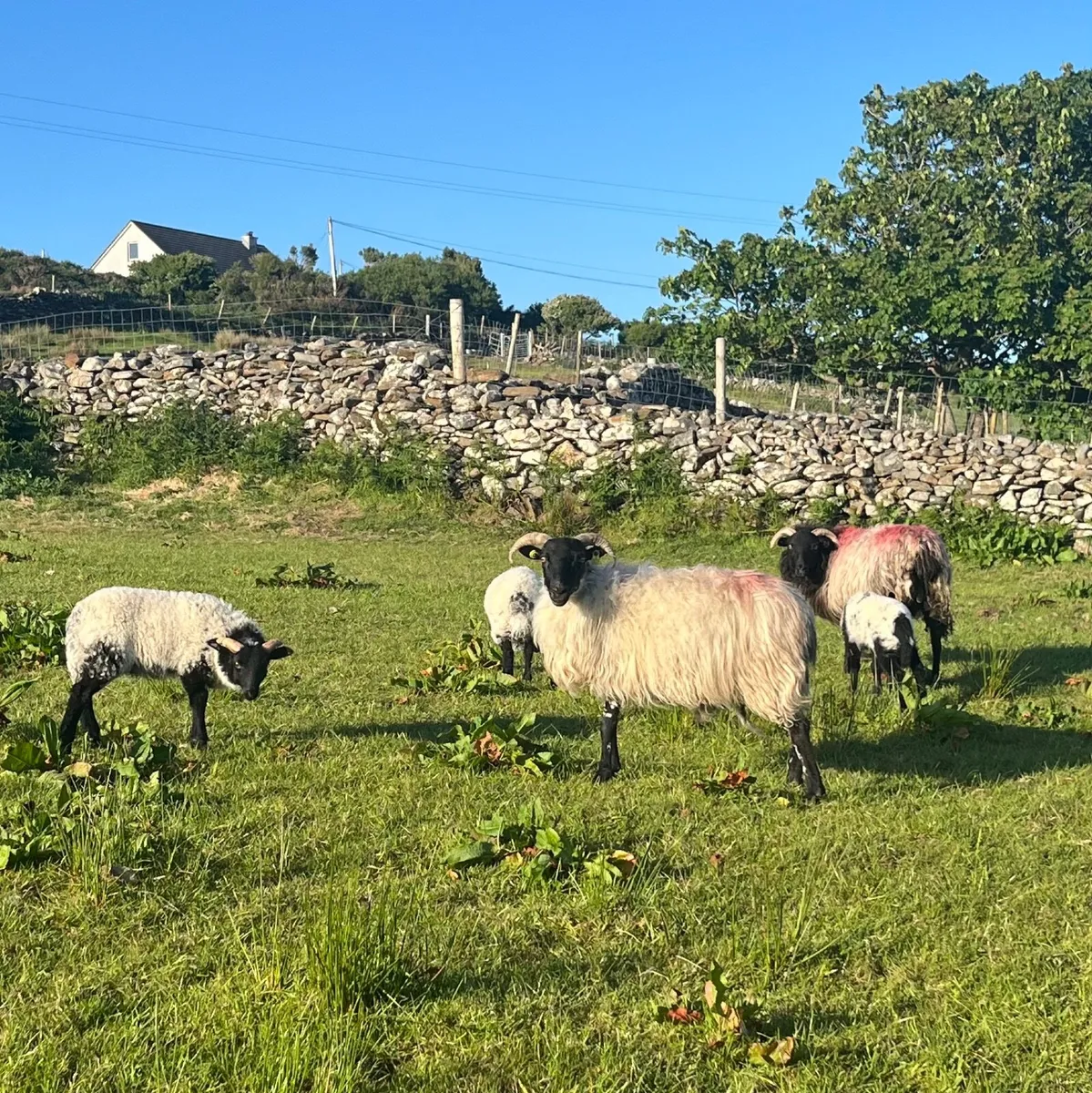12 Blackhead young ewes and lambs - Image 2