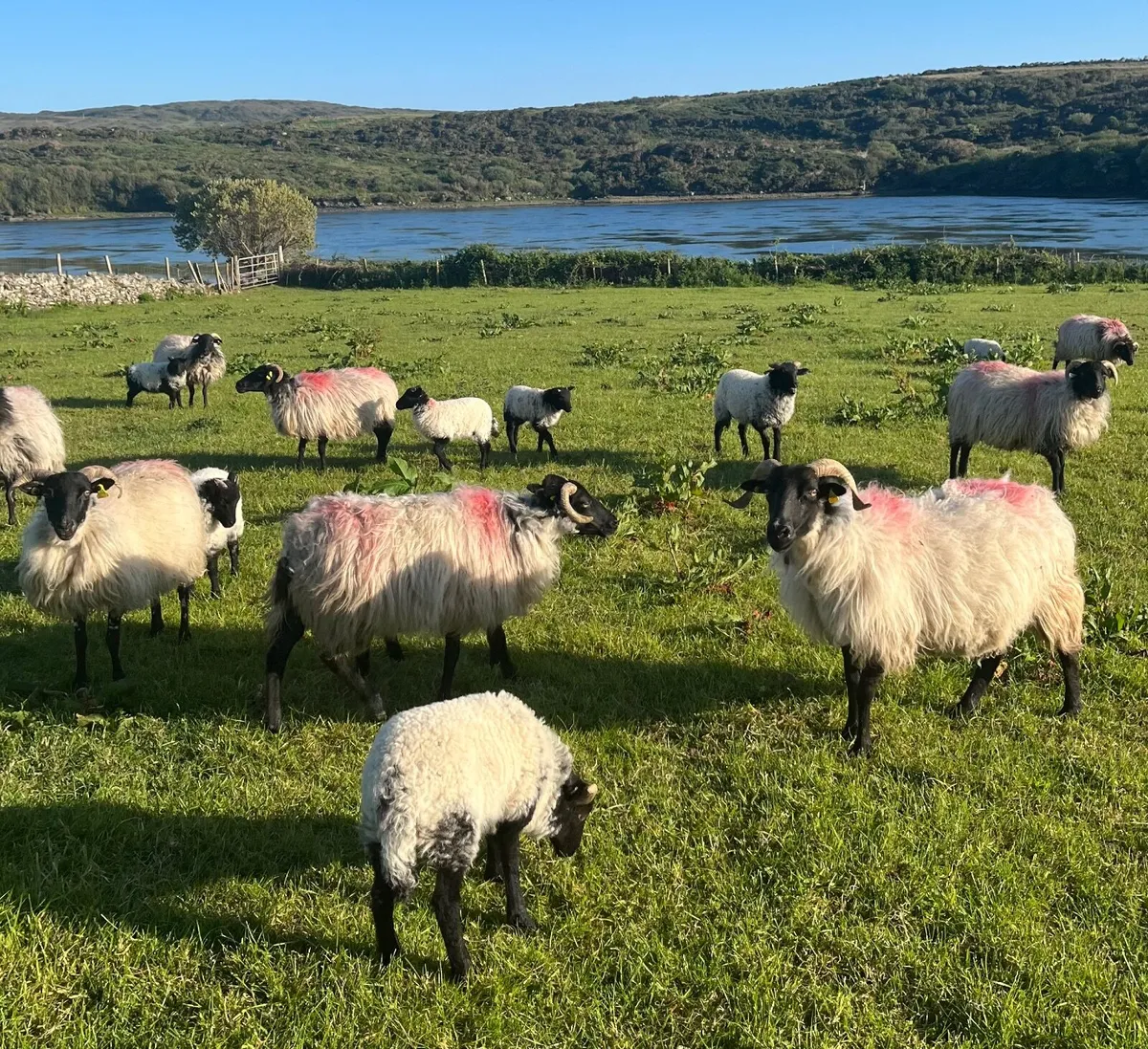 12 Blackhead young ewes and lambs - Image 3