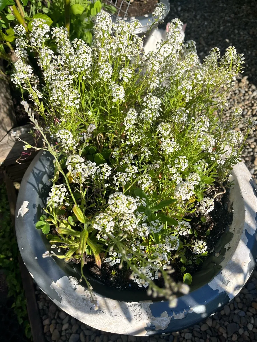 Outdoors plants in a big pots Quick sale - Image 2