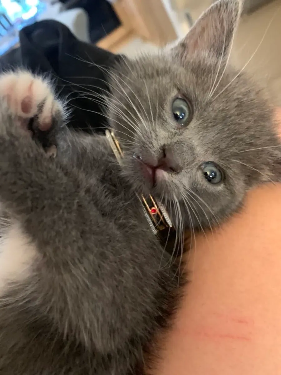 Maine coon kitten - Image 1