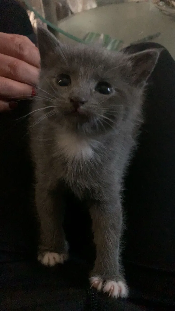 Maine coon kitten - Image 2