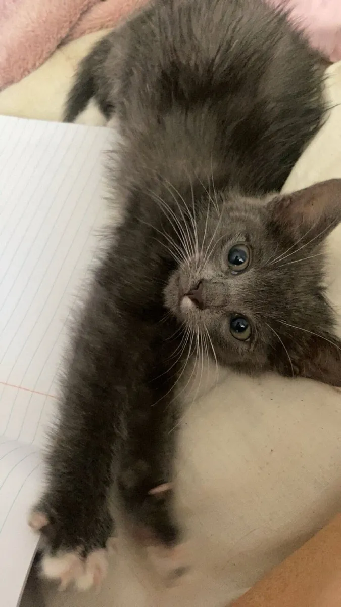 Maine coon kitten - Image 3