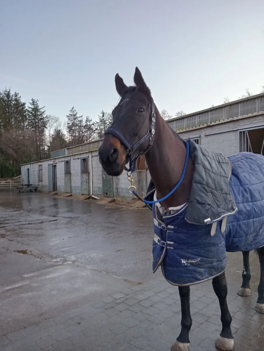 Thoroughbred horse for sale - Image 3