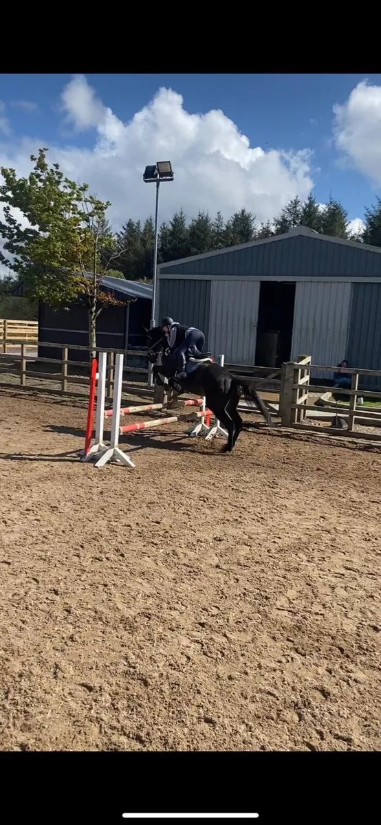 Thoroughbred horse for sale - Image 4
