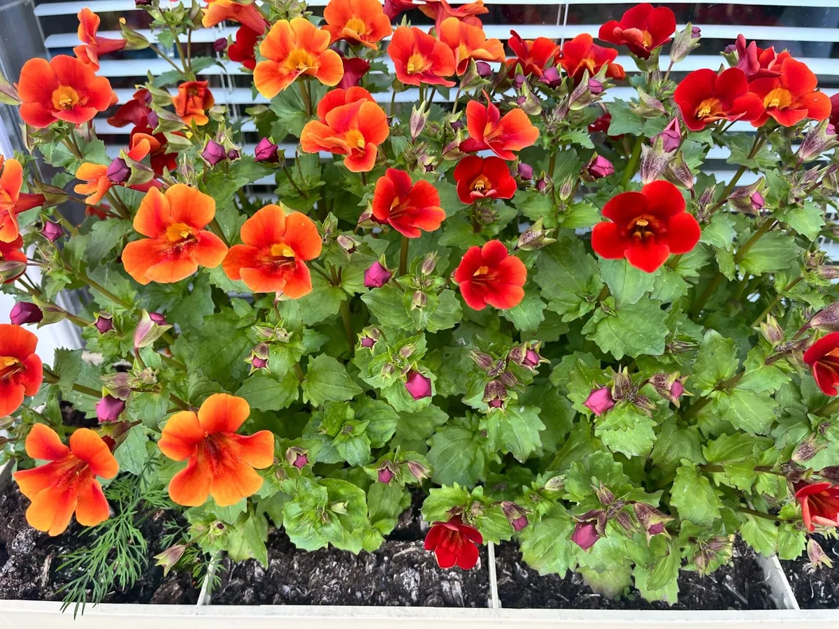 Outdoors plants in a big pots - Image 1