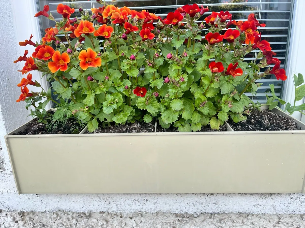 Outdoors plants in a big pots - Image 2