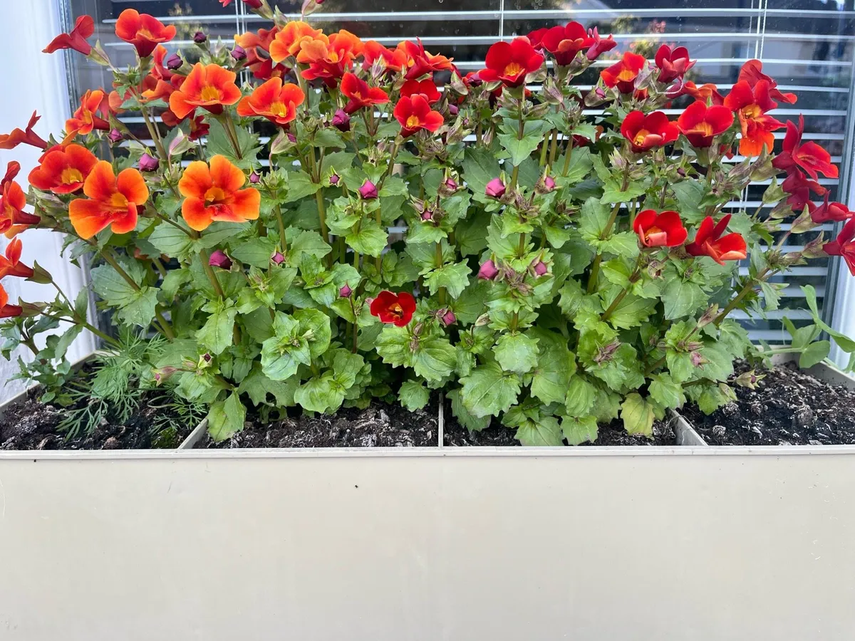 Outdoors plants in a big pots - Image 3