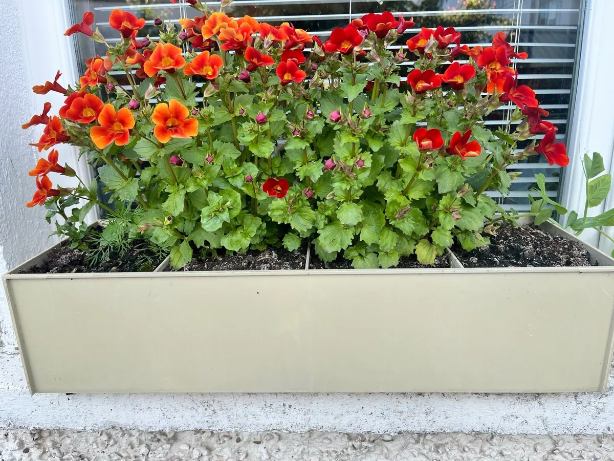 Outdoors plants in a big pots - Image 4