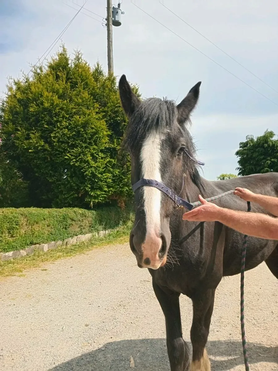 Shire Filly - Image 1