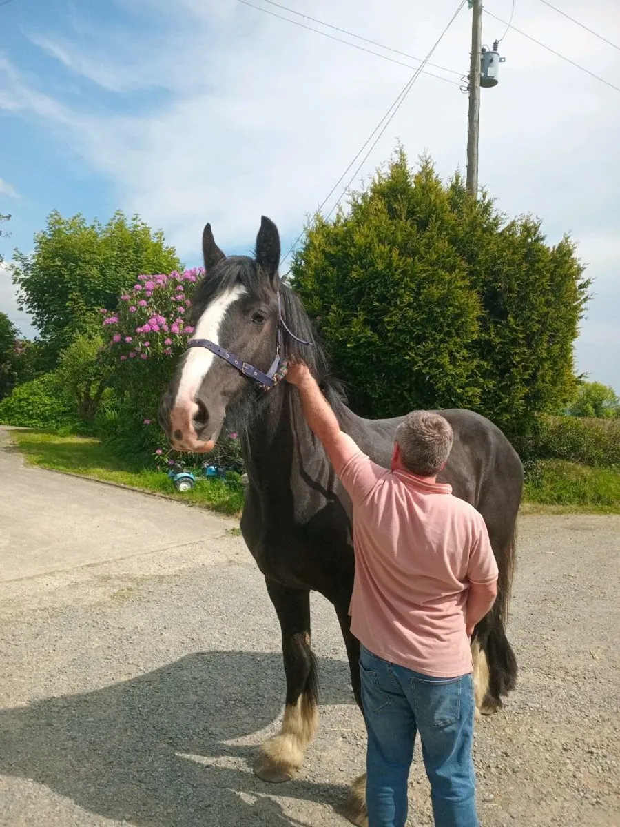 Shire Filly - Image 2
