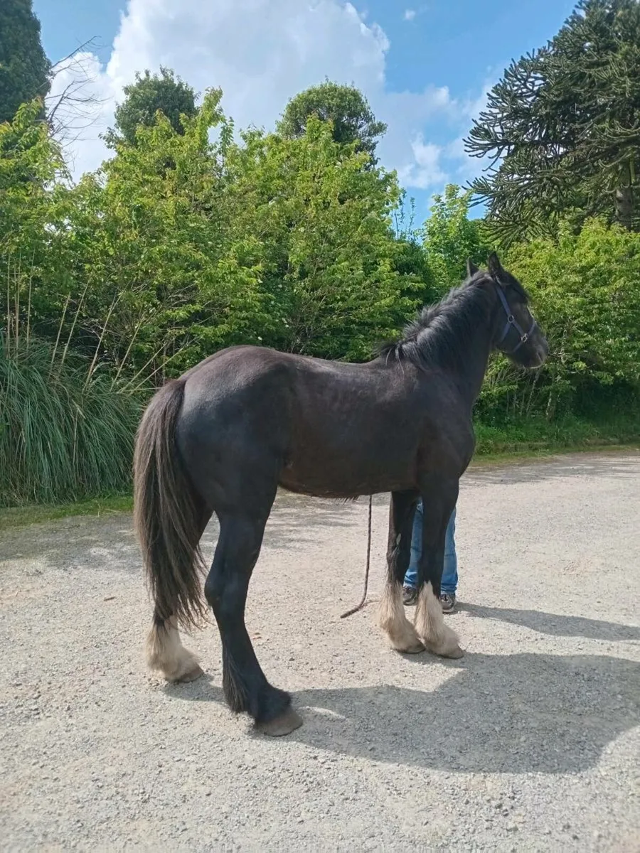 Shire Filly - Image 3