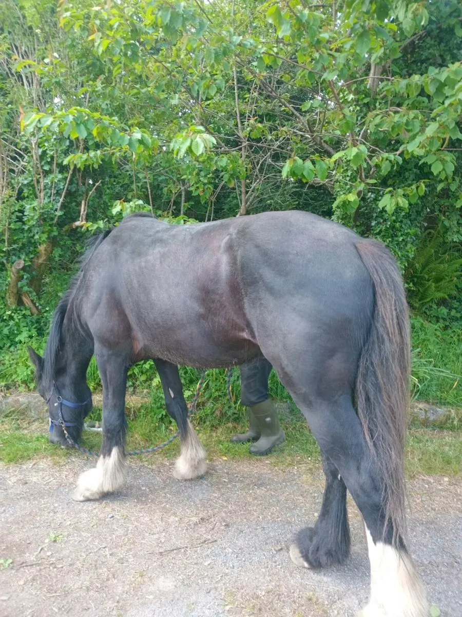 Shire Filly - Image 4