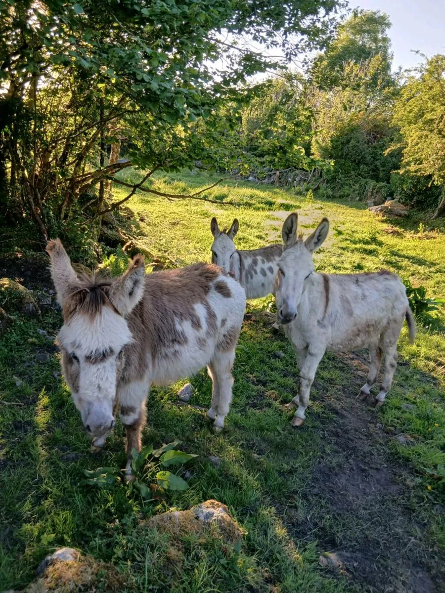 3 Female Donkeys - Image 1