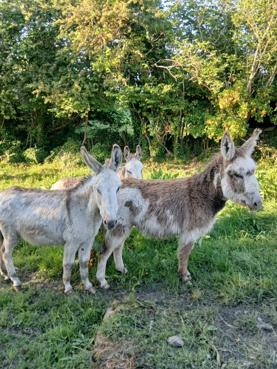3 Female Donkeys - Image 2
