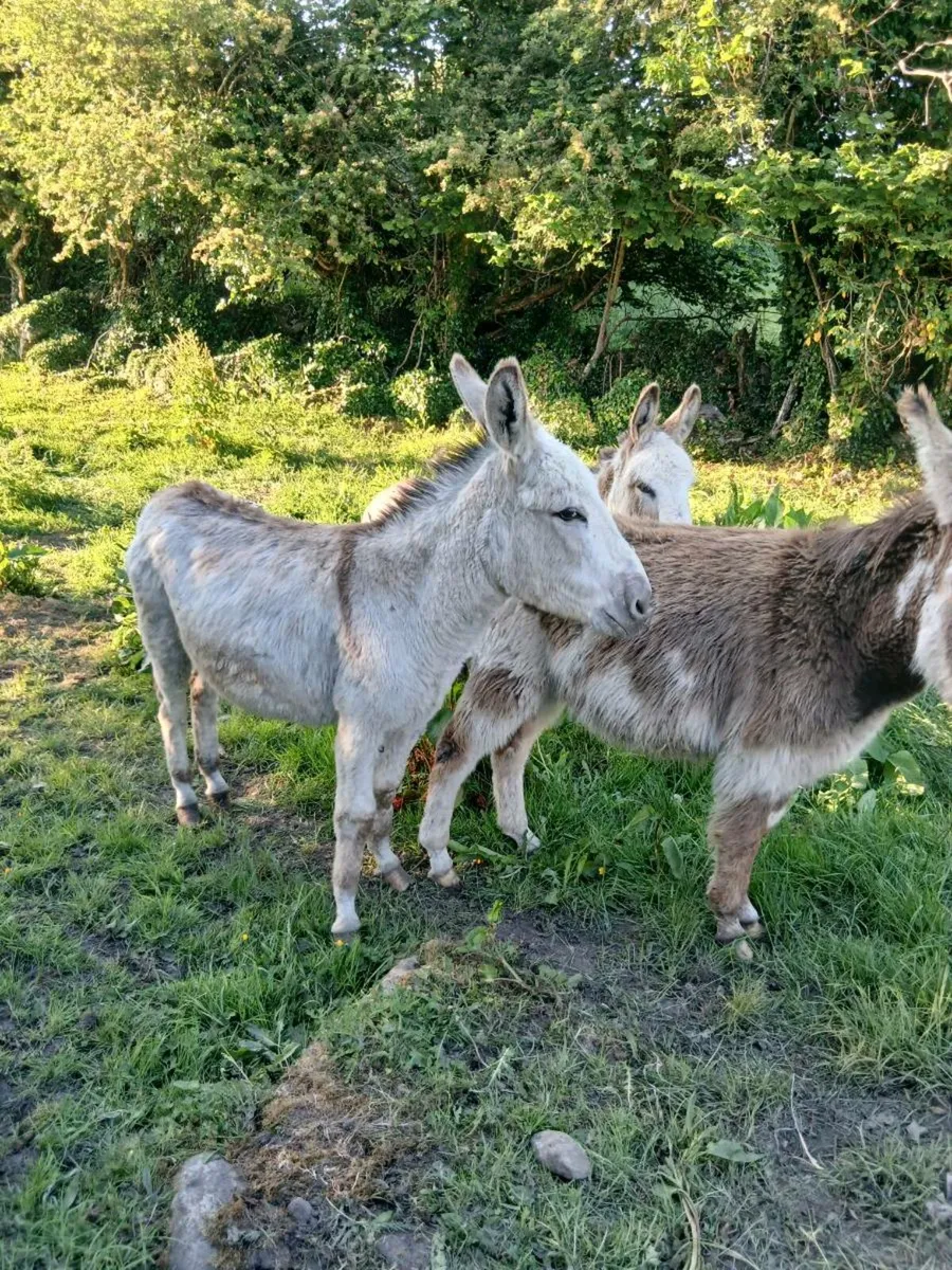 3 Female Donkeys - Image 3