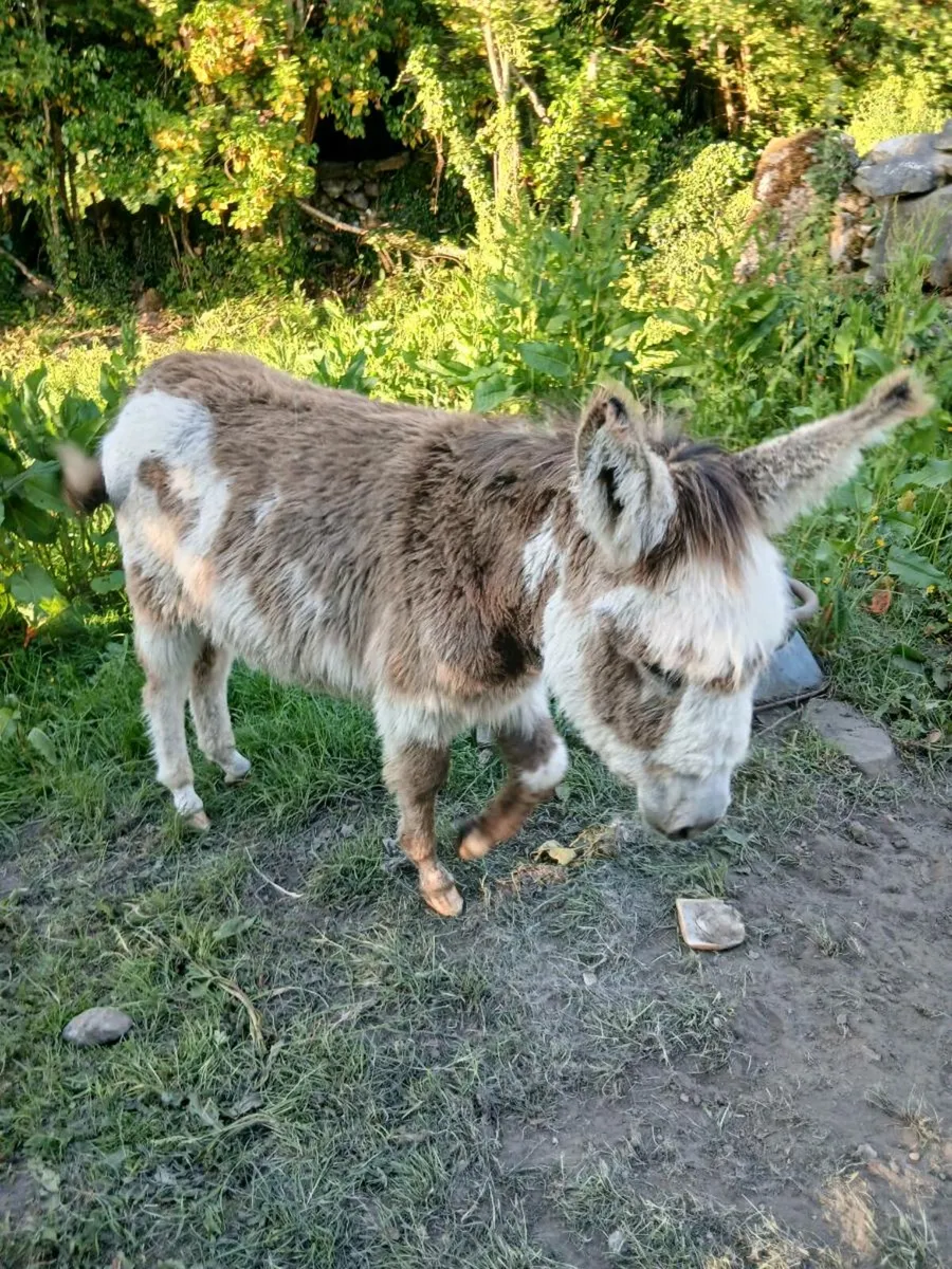 3 Female Donkeys - Image 4