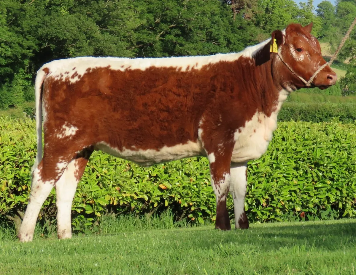 Pedigree Irish Moiled cows and heifers - Image 1