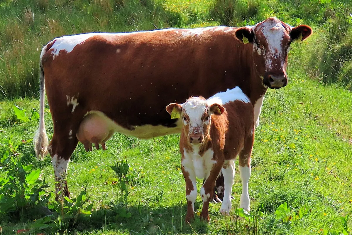Pedigree Irish Moiled cows and heifers - Image 3