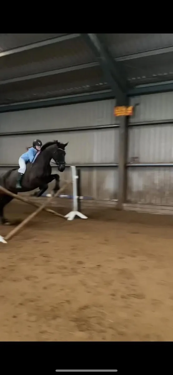 Thoroughbred horse for sale - Image 1