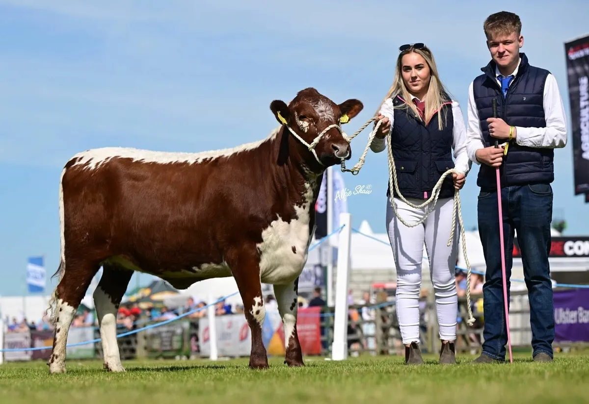 Pedigree Irish Moiled cows and heifers - Image 4