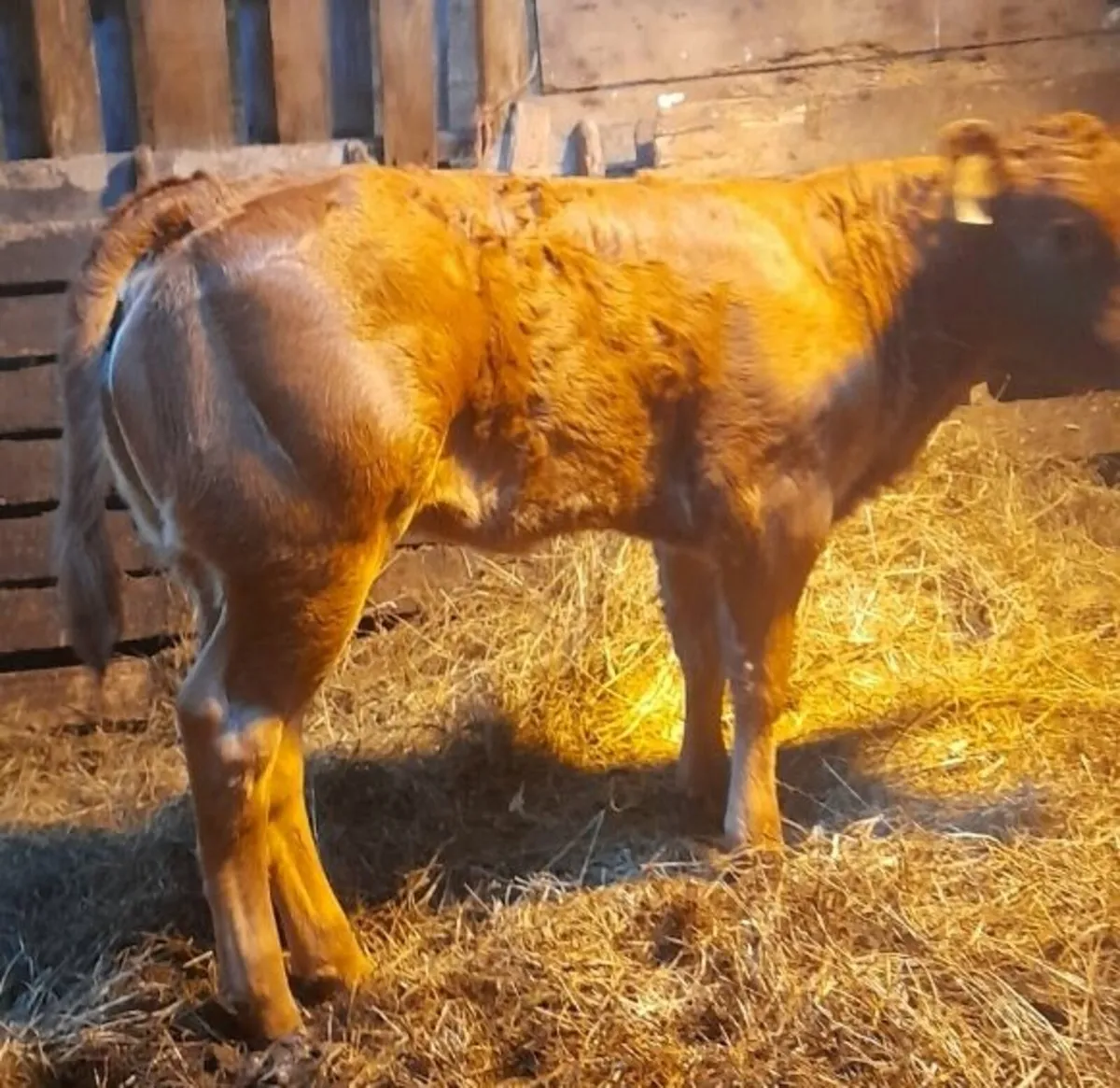 Two LMX herifer Calves