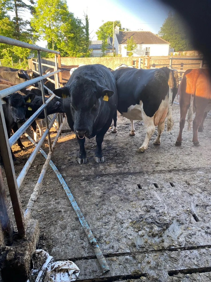 Angus Bull - Image 1