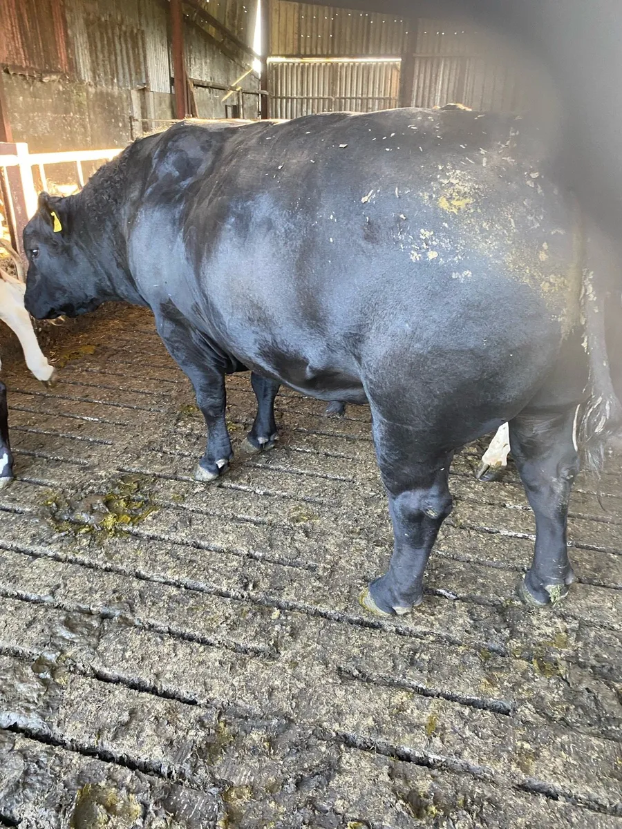 Angus Bull - Image 2