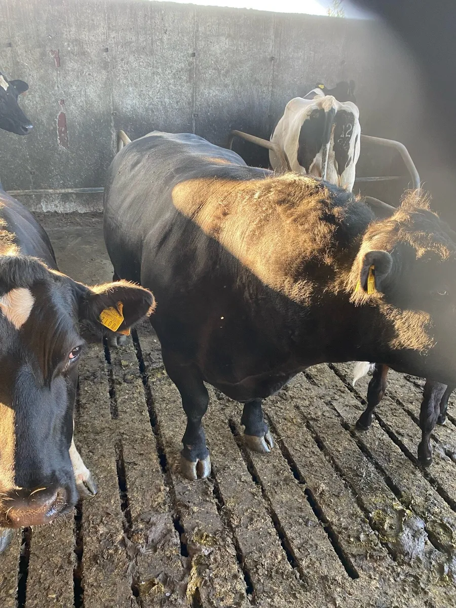 Angus Bull - Image 3