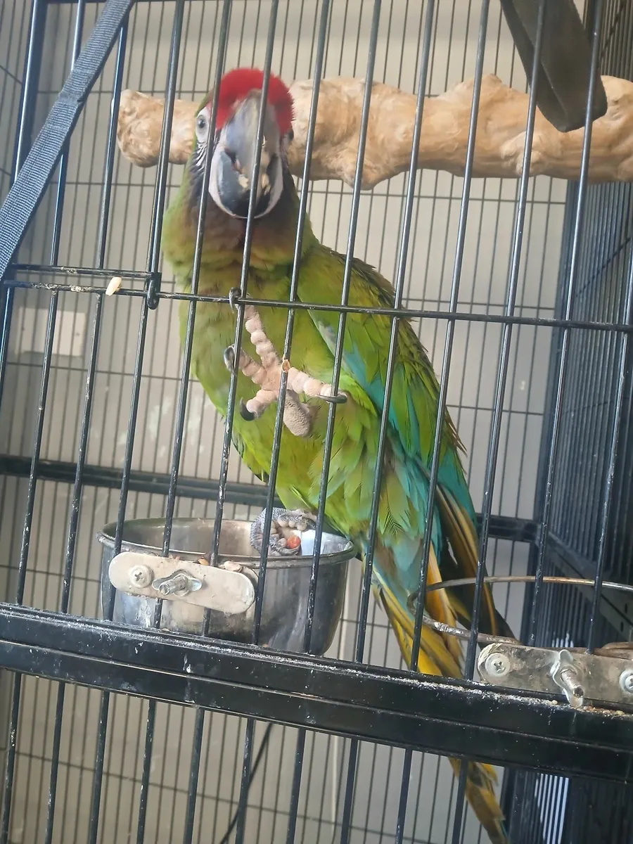 Macaw parrot - Image 2