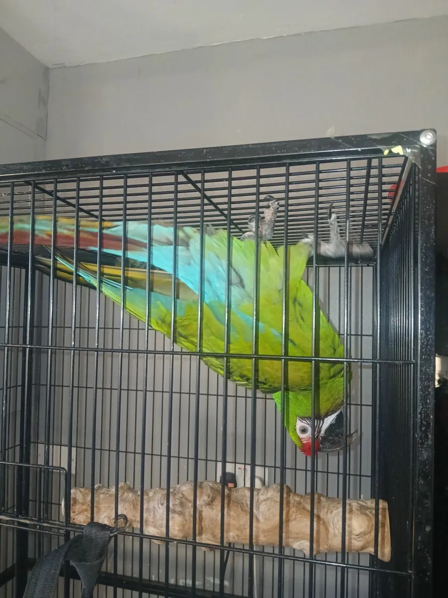 Macaw parrot - Image 1