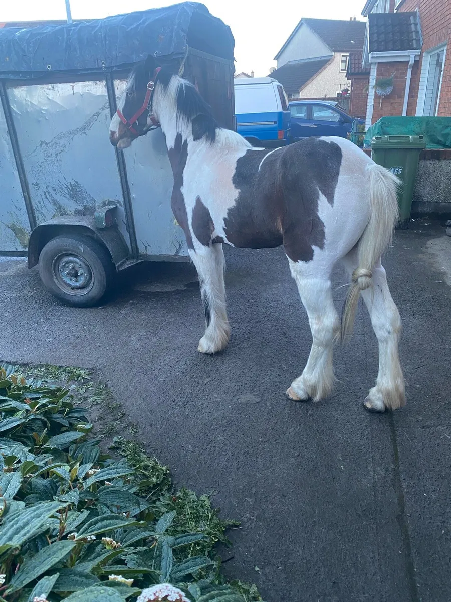 Half bred gelding cob - Image 2