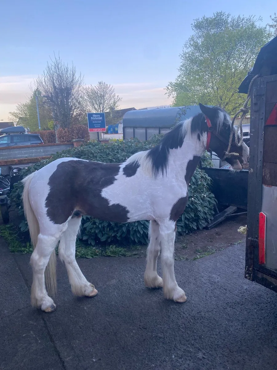 Half bred gelding cob - Image 3