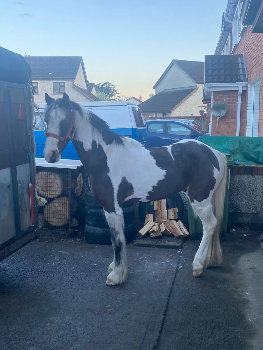 Half bred gelding cob - Image 1