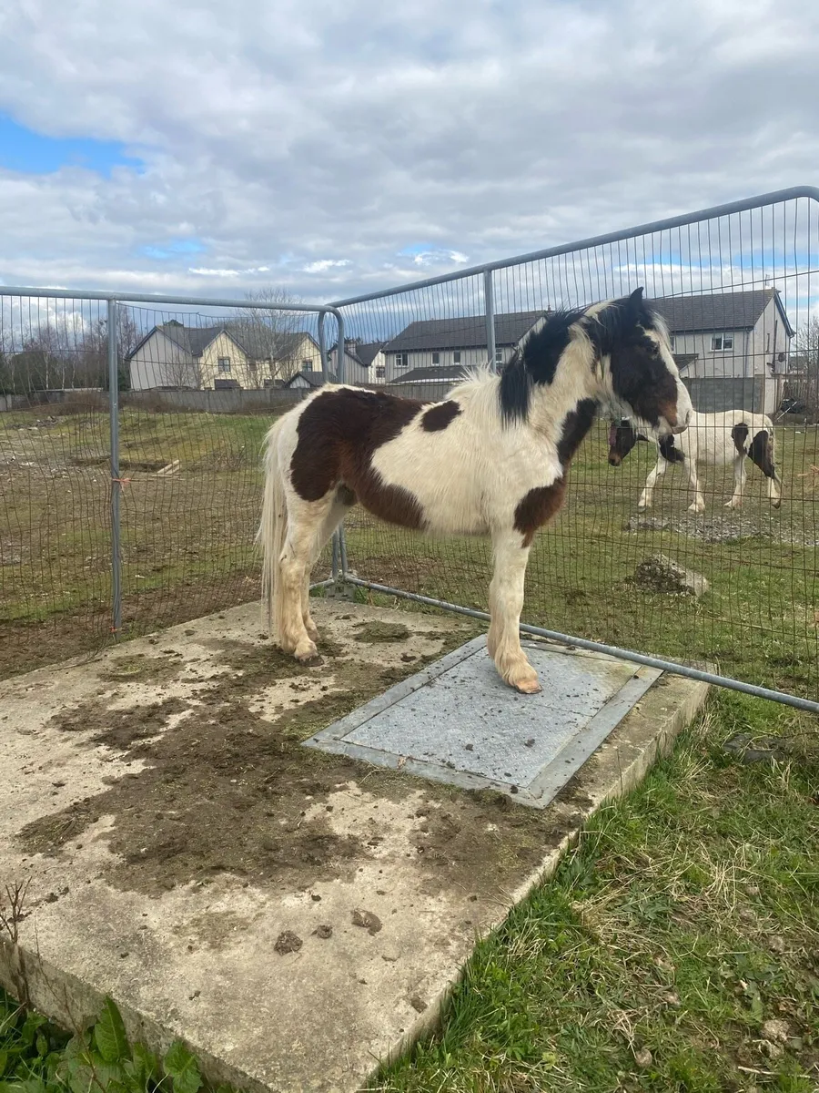Half bred gelding cob - Image 4