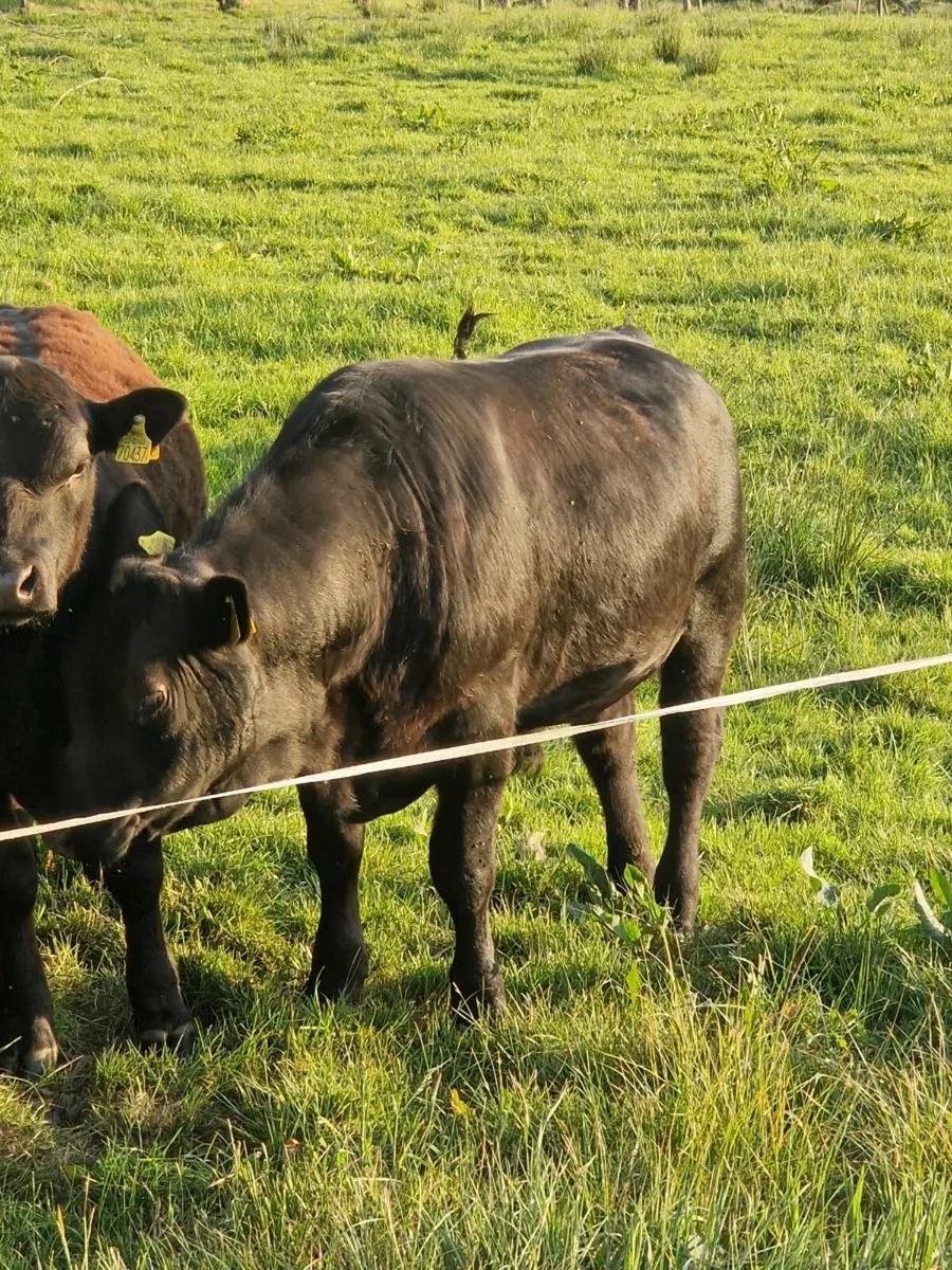 PBR AA BULLS - Image 2