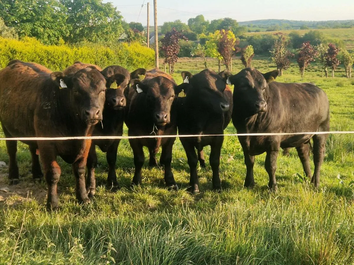 PBR AA BULLS - Image 1