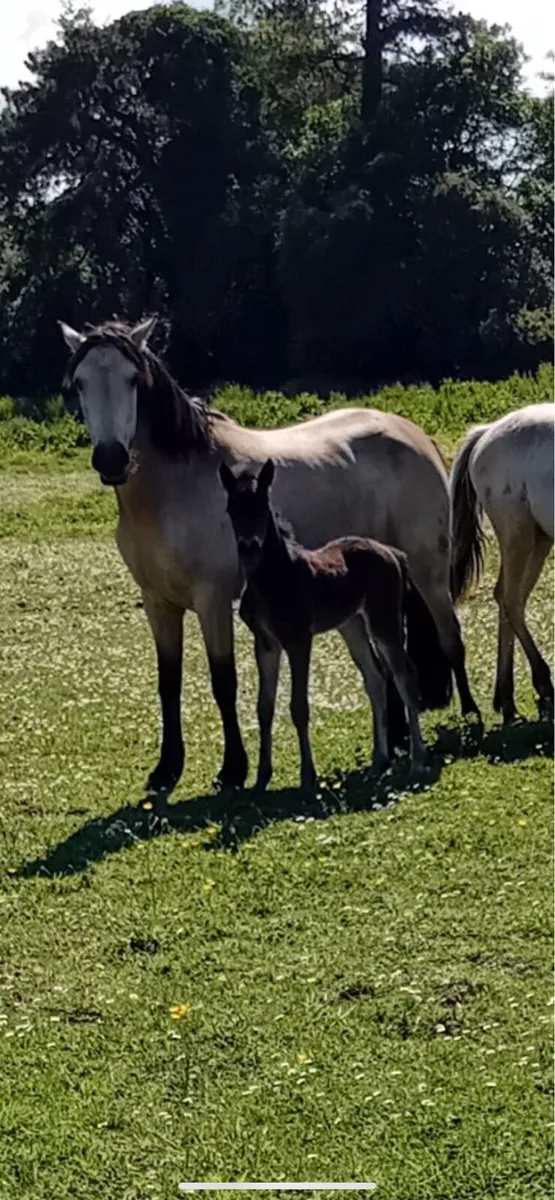 Smashing dun 4 year old broadmare - Image 1