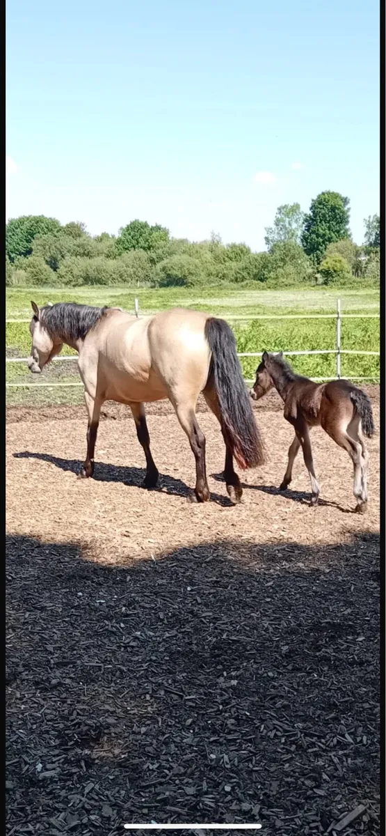 Smashing dun 4 year old broadmare - Image 2