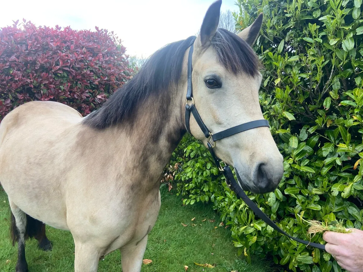 Smashing dun 4 year old broadmare - Image 3