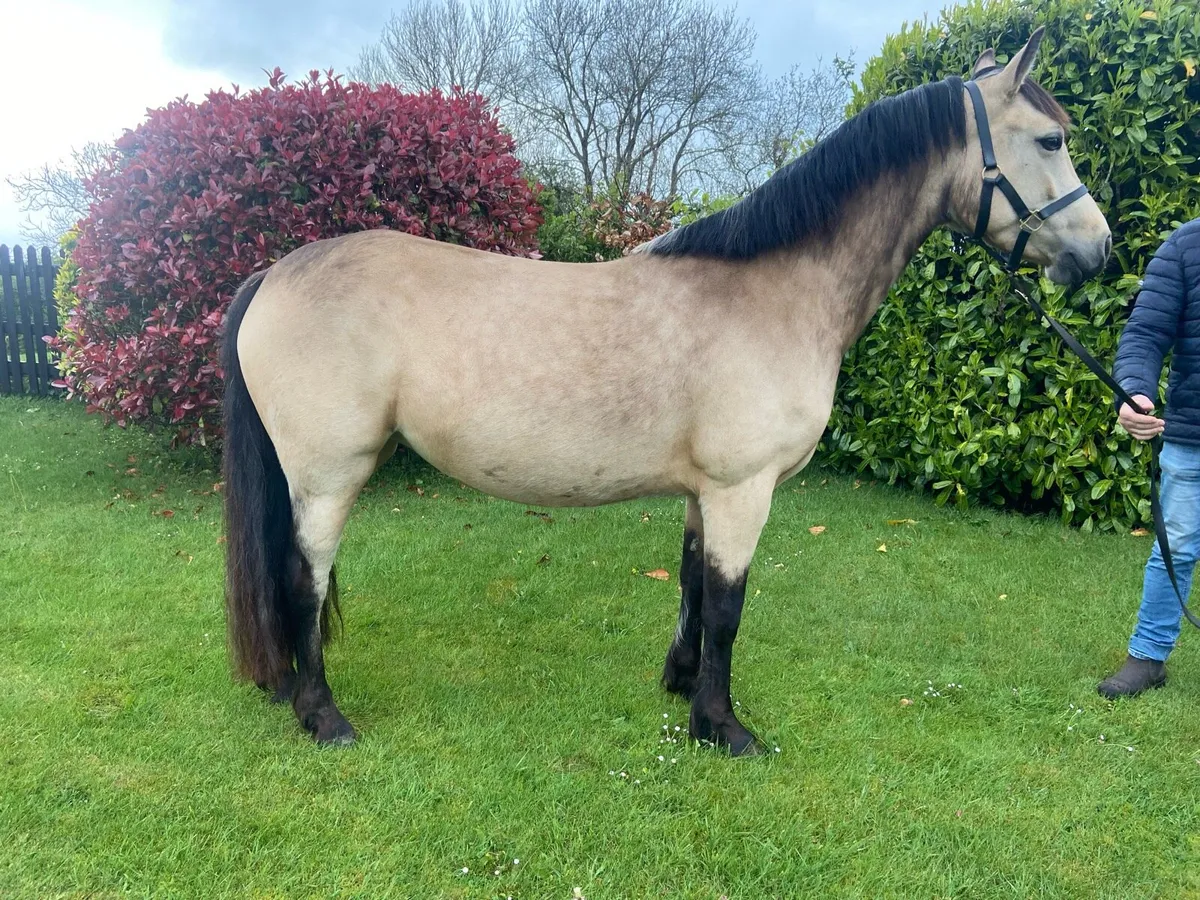Smashing dun 4 year old broadmare - Image 4