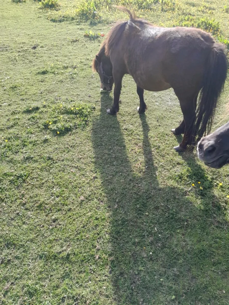 Miniature mare - Image 2