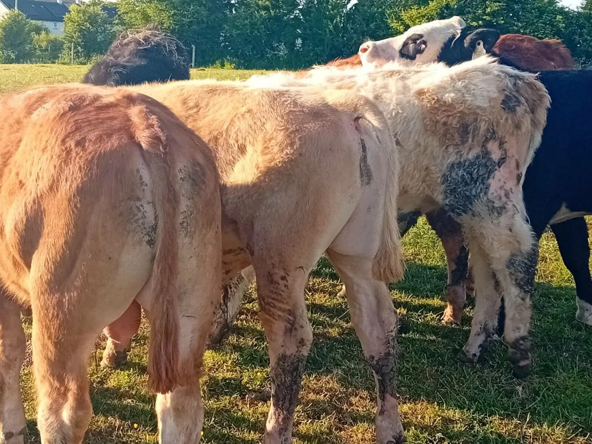 5 Smashing Continental Bullocks - Image 1