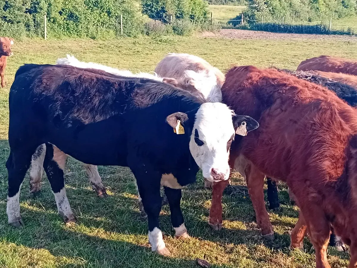 5 Smashing Continental Bullocks - Image 3