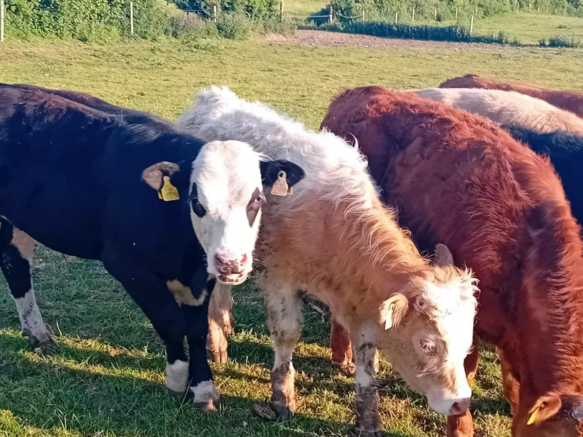 5 Smashing Continental Bullocks - Image 4