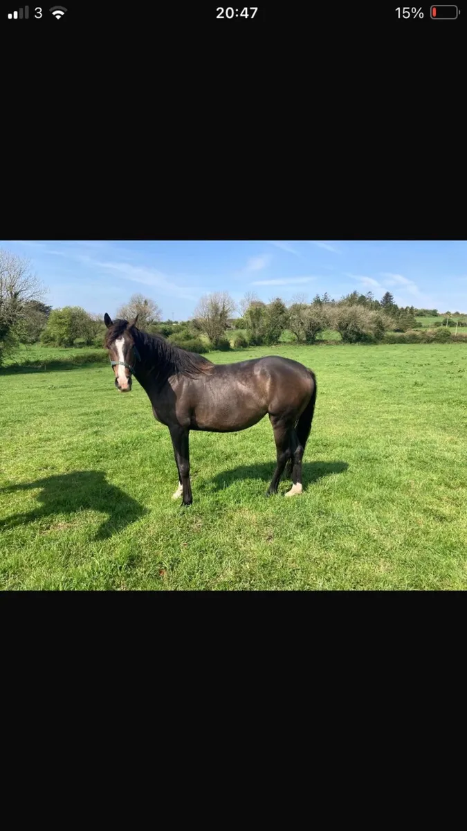 5 Year old mare for sale - Image 1