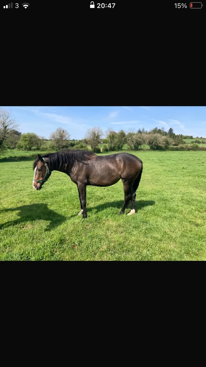 5 Year old mare for sale - Image 2