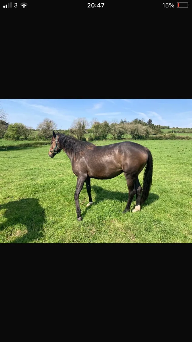 5 Year old mare for sale - Image 3