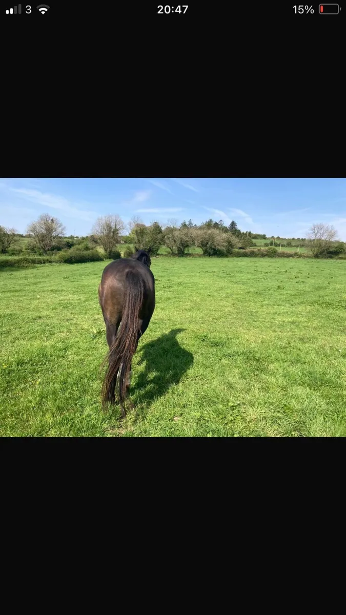 5 Year old mare for sale - Image 4